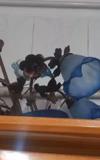 لوستر