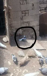 کفتر شازده