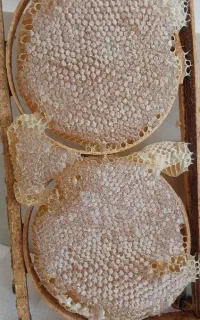 عسل طبیعی