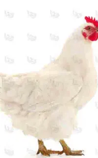 نیرو مرغداری گوشتی