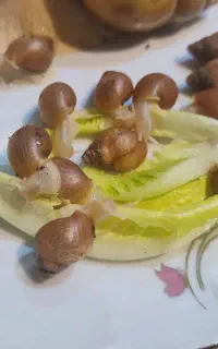 فروش حلزون اچاتینا کوچک