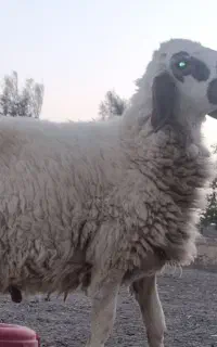 بره نر