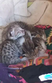 فروش بچه گربه