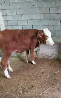 ۳ عدد گوساله