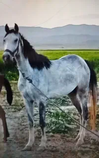 اسب ترکی