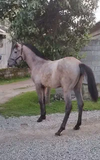 کره اسب دره شوری