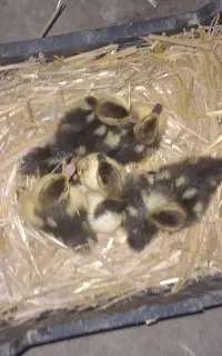 جوجه اوردک اسرائیلی ۵عدد