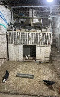 گنجه کفتری