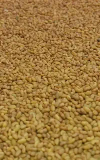 بذر یونجه تمیز و بوجاری شده