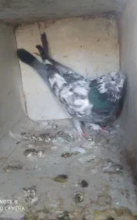 کبوتر