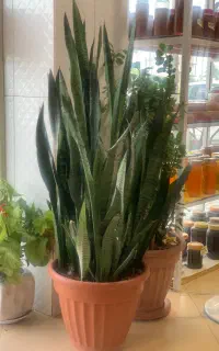 سانسوریا سبز