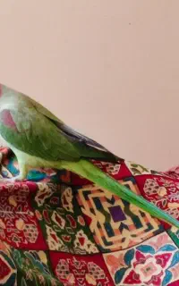 شاه طوطی نر اسکندر حلقه پا