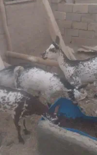 فروش بزصلاله