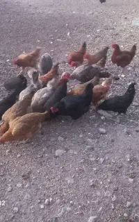 مرغ جوان تخم گذار