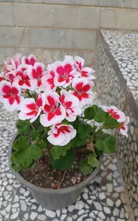 گل وگیاه طبیعی