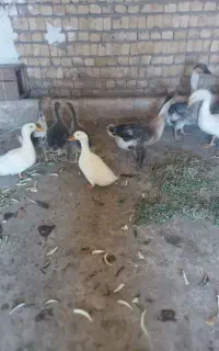 قوغاز