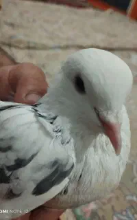 کفتر گل باقالی مست پرشی مسابقه ای زرنگ