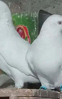 کفتر یا کبوتر