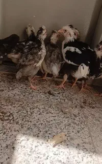 نیمچه گلین  مرغ گلین