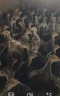 فروش جوجه بوقلمون یک ماهه