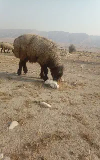 قوچ داشتی ترکی