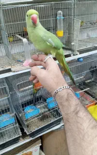 ملنگو های اهلی وسخنگو نر و ماده اهلی و اماده
