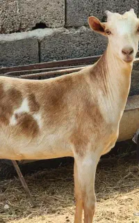 دوعددگیسه درجه یک دوقلویی