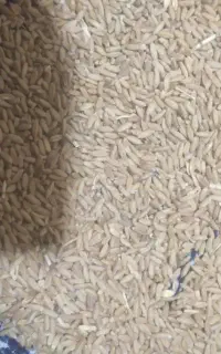 گندم خوب درجه کیلو۸۵تومان