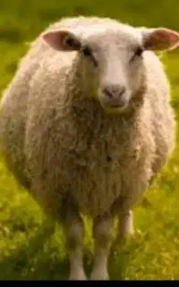 (قصاب)حرفه ای با یک دهه سابقه