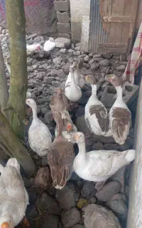 غاز محلی قوغاز اوکراینی