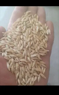 جو دیم پاییزه