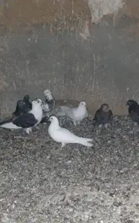 ۳۰ الی ۴۰ تا فروشی همه