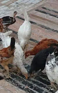 جوجه محلی اصیل