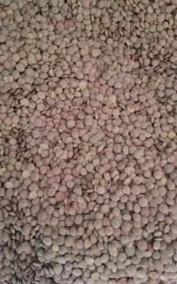 عدس وارداتی روس ارسال رایگان