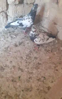 کفتر