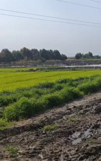 بذر فجر سوزنی درجه یک