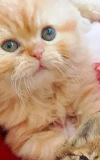 بچه گربه دو ماهه