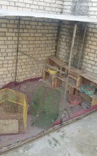 پرنده