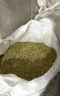 عدس دشت مغان