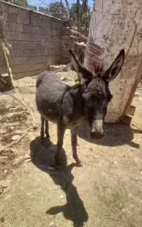 کره خر ماده