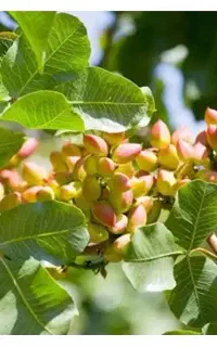 پسته تازه فروشی