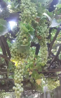 انگور سیاه ارگانیک تنگ چنار