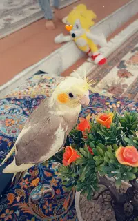 جوجه عروس هلندی
