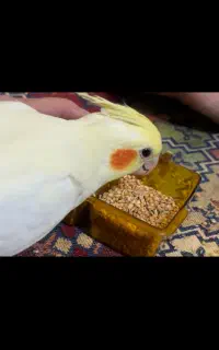 عزوس هلندی گم شده