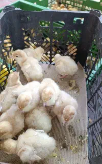تعداد ۱۰ عدد بوقلمون  ۲۸۵