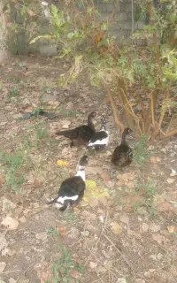 بچه اسرائیلی ۵ماه