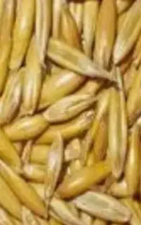 جو میخرم نقدی تسویه انی