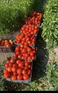 گوجه برای رب