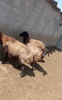 میش جوان