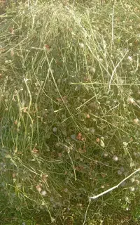 شبدر بافه شده خشک